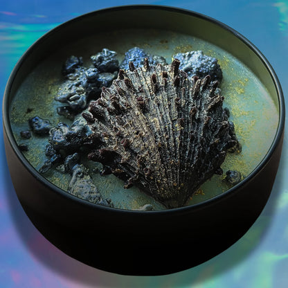 BANSHEE ISLAND Wickless Candle - Coco Apricot Crème Wax 6.5 oz : Bamboo & Coconut Scent